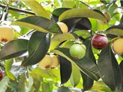 Lâm Đồng: Khắc phục hiện tượng quả măng cụt bị biến dạng